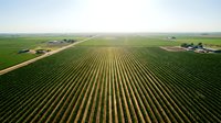 Aerial view of vast agricultural cropland with perfectly aligned rows stretching to horizon, featuring green fields, rural farmstead, and dirt road for farming, agriculture, and agribusiness concepts.