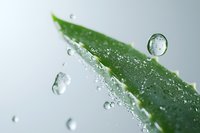 Fresh green aloe vera leaf fragment with water drops and dew on light background, extreme macro photography showing plant texture and moisture.
