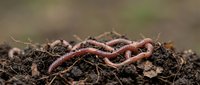 Earthworm crawling through moist soil and organic matter, useful for agriculture, gardening, composting, and educational content about soil ecosystems.