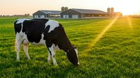 Holstein dairy cow grazing in green pasture at sunset with farm buildings and golden sunlight rays creating peaceful rural agricultural scene.