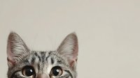Adorable gray tabby kitten with large expressive eyes and pointed ears on neutral background for pet care designs and animal lover projects.