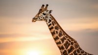 Majestic giraffe silhouette against golden sunset sky, showcasing elegant neck and distinctive spotted pattern in warm evening light for wildlife photography.