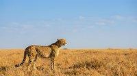 Cheetah standing in golden grassland savanna under blue sky, wild African big cat predator in natural habitat during golden hour wildlife photography.