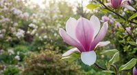 Pink magnolia flower blooming on tree branch in spring garden with soft sunlight and blurred background for nature and botanical designs.