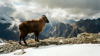 Brown mountain goat standing on rocky cliff edge with dramatic alpine peaks and stormy clouds in background for outdoor adventure themes.
