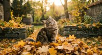 Fluffy tabby cat sitting in golden autumn leaves during sunset with warm bokeh light creating cozy seasonal atmosphere for pet and nature themes.