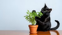 Black cat sitting next to green houseplant in terracotta pot on wooden table against white background for pet care and indoor gardening concepts.
