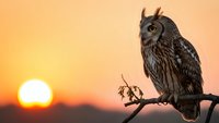 Majestic horned owl perched on branch against golden sunset sky. Wildlife photography capturing nocturnal bird of prey in natural habitat during twilight hour.