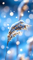 Snow-covered reed grass against bright blue winter sky with magical bokeh lights and snowflakes creating dreamy seasonal atmosphere.