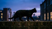 Black cat silhouette walking on brick wall during twilight hour with blurred city buildings and warm lights in background creating moody urban atmosphere.