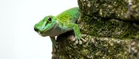 Small bright green gecko with large eyes perched on textured tree bark surface in natural wildlife habitat setting for reptile and nature photography.