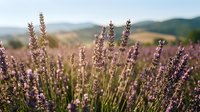 Lavender field in bloom with purple flowers swaying in gentle breeze, mountains visible in soft focus background, ideal for wellness and nature themes.