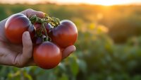 Fresh ripe red tomatoes held in hand during golden hour sunset in organic garden field. Harvest season agriculture concept for healthy eating and farming.