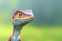 Close up portrait of colorful dinosaur head with bright orange eye and turquoise scales against blurred green natural background, suitable for prehistoric themes.