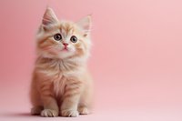 Adorable cream colored kitten with big green eyes sitting on pink background, looking up with curiosity. Long-haired young cat with fluffy fur poses for portrait.