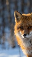 Red fox portrait in golden winter light, gazing directly at camera against snowy forest backdrop with warm sunlit fur detail.