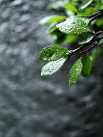 Fresh green leaves covered with water drops against dark blurred background. Natural macro photography showing morning dew and spring freshness.