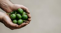 Fresh green limes held in cupped hands against neutral background, suitable for food, agriculture, cooking, and healthy lifestyle content.