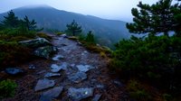Moody mountain trail with wet stones after rain leads through misty pine forest landscape at dusk, creating atmospheric wilderness scene in foggy weather.