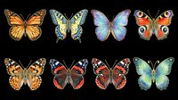 Eight colorful butterfly species isolated on transparent background, ready for stickers, t-shirt design, print on demand, sublimation, and clipart projects.