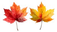 Vibrant red and yellow autumn maple leaves isolated on white background, perfect for seasonal designs and fall-themed projects.