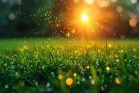 Fresh morning dew drops on green grass blades with golden sunlight creating magical bokeh effect, nature awakening in spring meadow at sunrise.