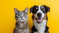 Playful cat and Australian shepherd dog portrait on bright yellow background, looking at camera with funny expressions. Pet friendship concept.