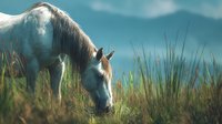 White horse grazing peacefully in tall grass meadow against blue sky background. Rural countryside scene with natural lighting for equestrian themes.