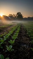 Sunrise over misty agricultural field with young crop seedlings in foreground and barn silhouette, ideal for farming, agriculture, and rural lifestyle content.