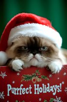 Grumpy Himalayan cat wearing Santa hat resting on red holiday card with festive decorations against green background, expressing displeased facial expression.
