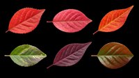Colorful autumn leaves in red, pink, orange, green, burgundy and brown isolated on transparent background. Ready for t-shirt design, clipart, stickers, sublimation and print-on-demand projects.