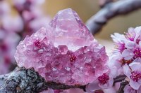 Pink rose quartz crystal cluster with raw crystalline formation against spring cherry blossom background, showcasing natural mineral structure and healing stone properties.