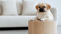 Adorable pug mix puppy resting on wooden coffee table in minimalist living room with white sofa, looking directly at camera with expressive face.