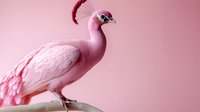 Pink flamingo bird with elegant curved neck and distinctive beak standing gracefully against soft pink background for tropical wildlife and nature designs.