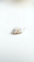 Delicate dried seed pod with textured segments in soft beige and cream tones resting on neutral background, suitable for minimalist design and botanical concepts.