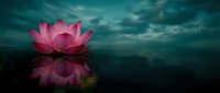 Pink lotus flower blooming on calm water surface with dramatic cloudy sky reflection creating serene meditation and spiritual wellness atmosphere.