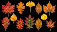 Colorful autumn leaves collection isolated on transparent background, ready for T-shirts, stickers, sublimation, print on demand, and seasonal clipart design use.