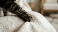 Tabby cat paw resting on cream-colored fabric, close-up detail of feline relaxation and comfort at home.