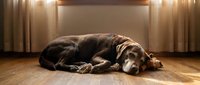 Peaceful brown dog sleeping on wooden floor in warm sunlit bedroom with curtains and soft lighting creating cozy domestic atmosphere for pet care content.