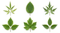 Collection of six different green leaves isolated on white background for botanical design and nature projects.