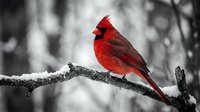 Vibrant red male northern cardinal perched on snow-covered branch in winter forest. Striking wildlife photography with selective color against monochrome background.