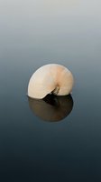 Nautilus shell floating on calm water surface with reflection creating serene minimalist composition for meditation and nature concepts.
