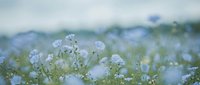 Delicate blue flax flowers blooming in soft focus field creating dreamy natural background for wellness and organic lifestyle designs.