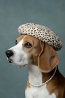 Elegant beagle dog wearing leopard print beret and pearl necklace in sophisticated portrait style against gray background for luxury pet fashion concepts.