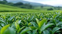 Fresh green tea leaves growing on plantation with mountains in background, vibrant agricultural landscape showing rows of cultivated tea bushes in morning light.
