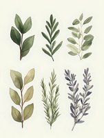 Watercolor botanical set of green and gray leaves arranged in vertical compositions. Delicate herb and foliage illustrations on light background for nature-inspired designs.