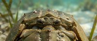 Close-up of horseshoe crab on sandy ocean floor with seaweed in marine environment for educational and wildlife documentation purposes.