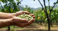 Farmer holding harvested pistachio nuts in cupped hands over orchard field, showcasing agricultural crop production and harvest season.