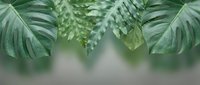 Tropical green monstera leaves and foliage creating natural botanical frame border with soft blurred background for organic design projects and nature themes.