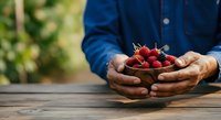 Farmer holding fresh ripe strawberries in hands over wooden table outdoors. Harvest time, organic produce, agriculture and farming concept for food industry.